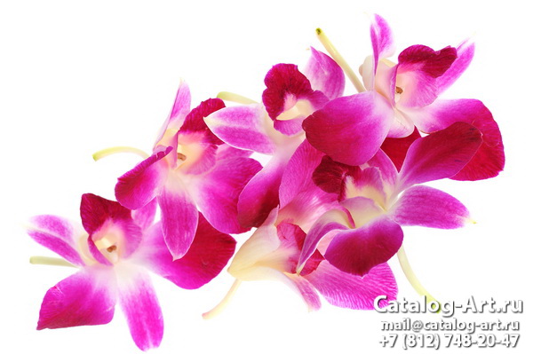 Pink orchids 37
